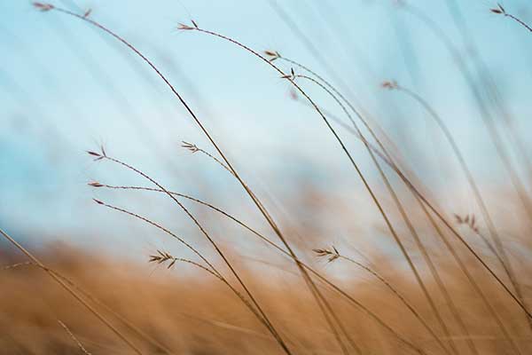 Field