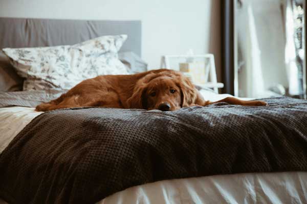 Dog in Bed